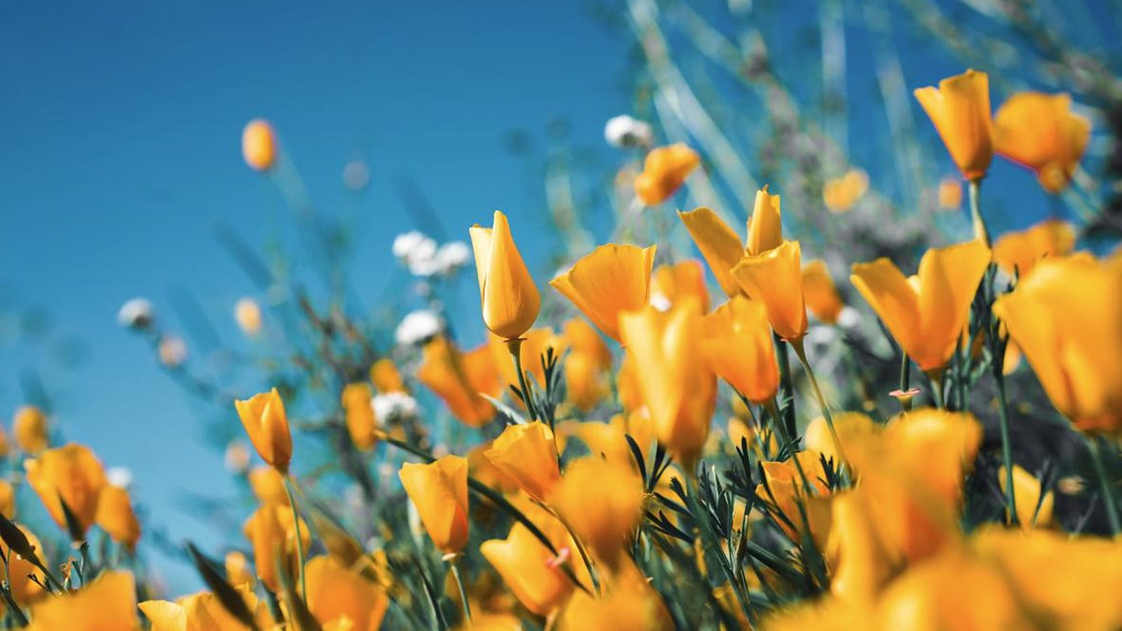 青空とオレンジの花畑