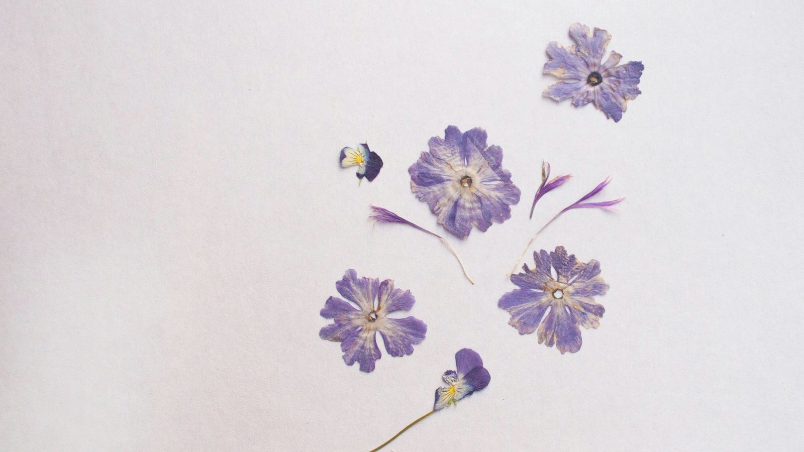 淡路島の草花の押し花