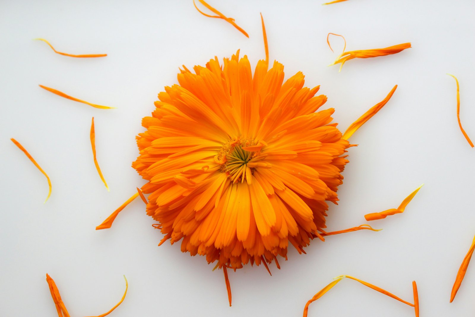 白い紙の上のカレンデュラの花と花びら